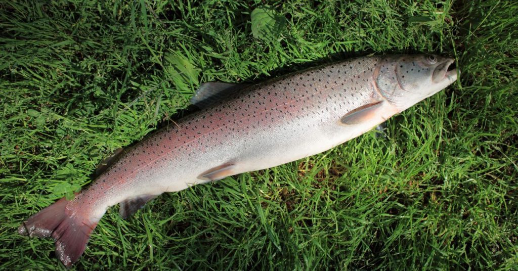 Danube salmon on grass