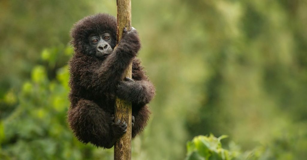 Monkey hanging on a tree