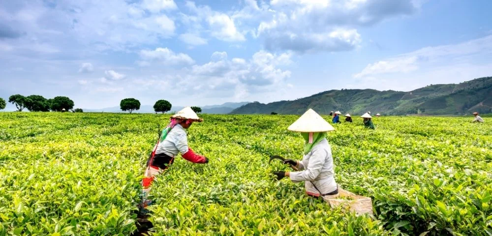 farmers harvesting